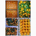 Продаю фрукты оптом из Китая