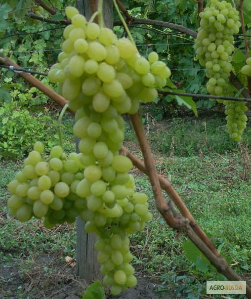 Фото 2. Саженцы и черенки винограда проверенные и устойчивые