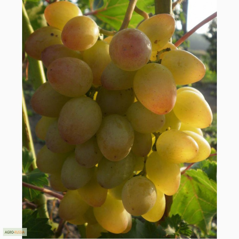 Фото 3. Саженцы и черенки винограда проверенные и устойчивые
