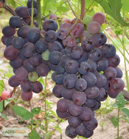 Фото 4. Саженцы и черенки винограда проверенные и устойчивые