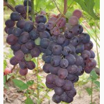 Саженцы и черенки винограда проверенные и устойчивые