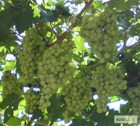 Фото 5. Саженцы и черенки винограда проверенные и устойчивые