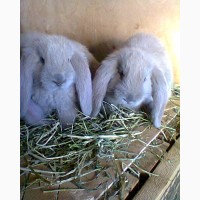 Кролики породы Французский Баран и Серебристый