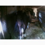 Продам коров ярославской породы 4м отелом (в течении 2х недель)2 отела осеменена 1м назад