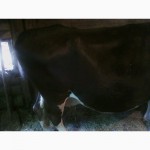 Продам коров ярославской породы 4м отелом (в течении 2х недель)2 отела осеменена 1м назад
