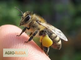 Фото 5. Алтайский мёд от пчеловода