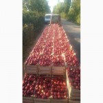 Реализуем летние и зимние сорта яблок