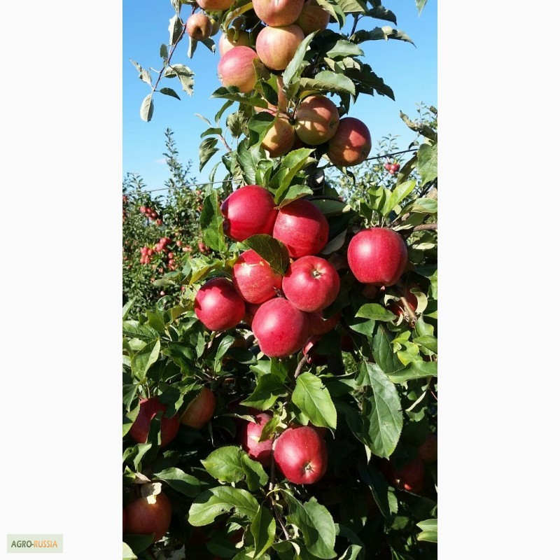 Фото 2. Реализуем летние и зимние сорта яблок