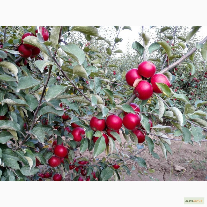 Фото 3. Реализуем летние и зимние сорта яблок
