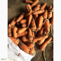 Продаем морковь сорт Кордоба
