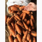 Продаем морковь сорт Кордоба