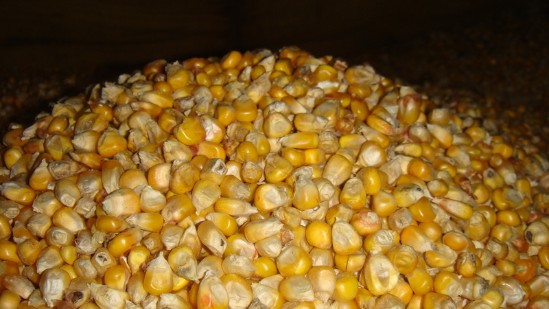 Фото 2. Кукуруза/овес/ячмень и другие кормовые доставка по Костромской области