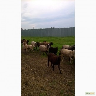 Продам овец романовской и эдильбаевской породы