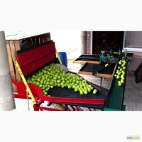 Линия калибровки (сортировки) яблок (фруктов)