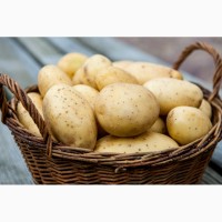 Реализуем картофель Гала оптом от 25 кг