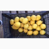 Продам лимоны. Турция