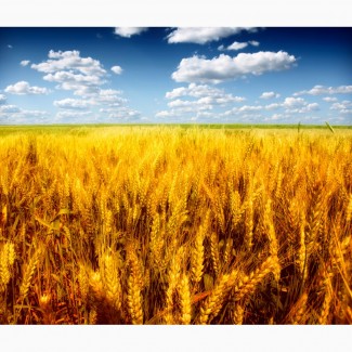 Предлагается к приобретению продовольственная пшеница 4 класса