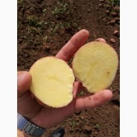 Продам картофель отпом. Калибр 5+ Разные сорта