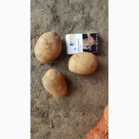 Картофель оптом от производителя