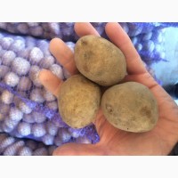 Продажа семенного картофеля от производителя в Крыму