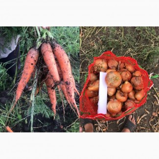 Лук, морковь новый урожай