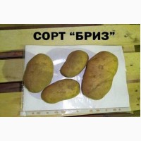 Молодой картофель, сорт Бриз (урожай 2019) с полей Нижегородской области