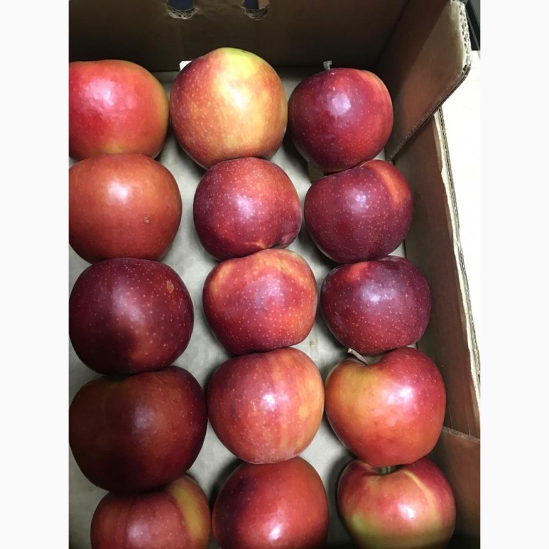 Фото 11. Продам яблоко (Молдова)