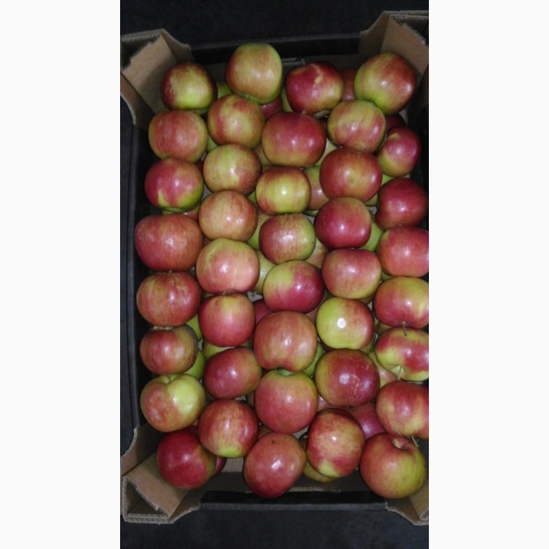 Фото 2. Продам яблоко (Молдова)