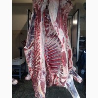 ООО Сантарин, реализует мясо говядины в полутуше, блочное