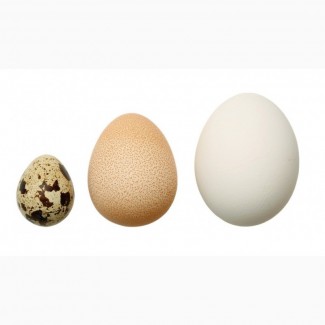 Инкубационное яйцо бройлера, кур несушек, индюков, гусей, уток, цесарок, перепелов