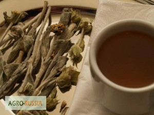 Фото 4. Оливковый чай. Греческий горный чай