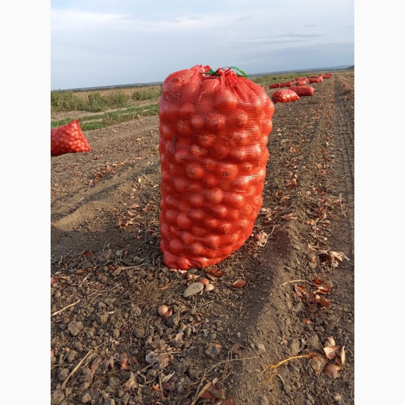 Фото 3. Лук нового урожая оптом Ставропольский край