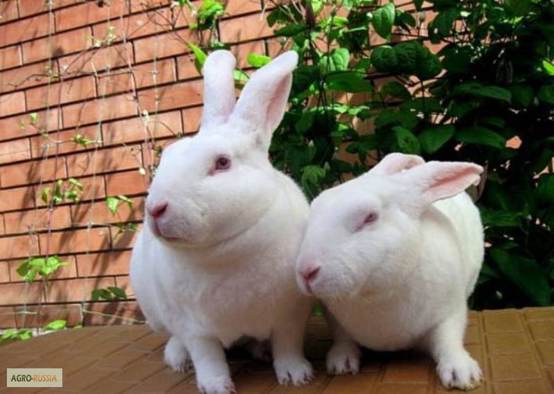 Фото 2. Продаю различных кроликов и крольчат