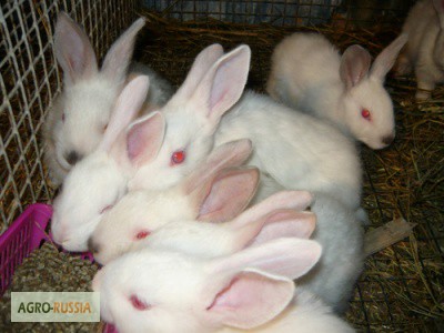 Фото 4. Продаю различных кроликов и крольчат