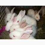 Продаю различных кроликов и крольчат
