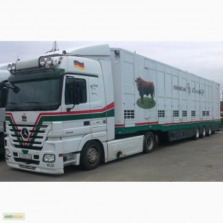 Междугородние и международные перевозки скота