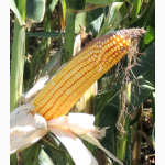Семена кукурузы Ладожский 298 МВ (ФАО 290)