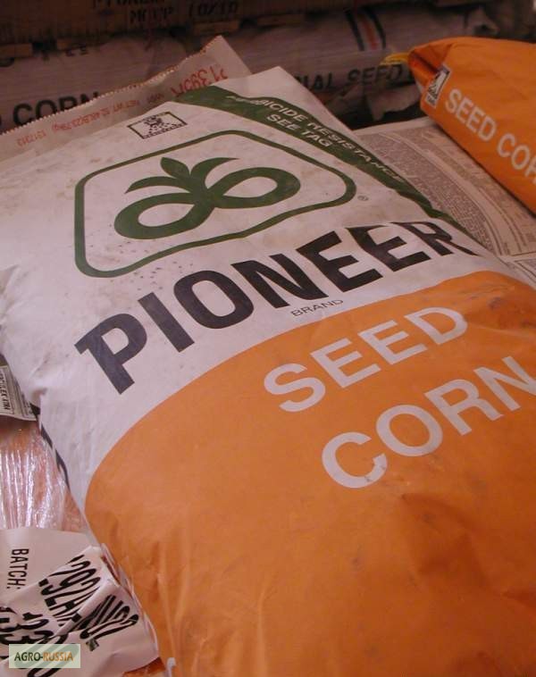 Фото 3. Семена кукурузы Пионер(PIONEER), США