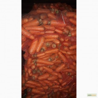 Морковь оптом мытая