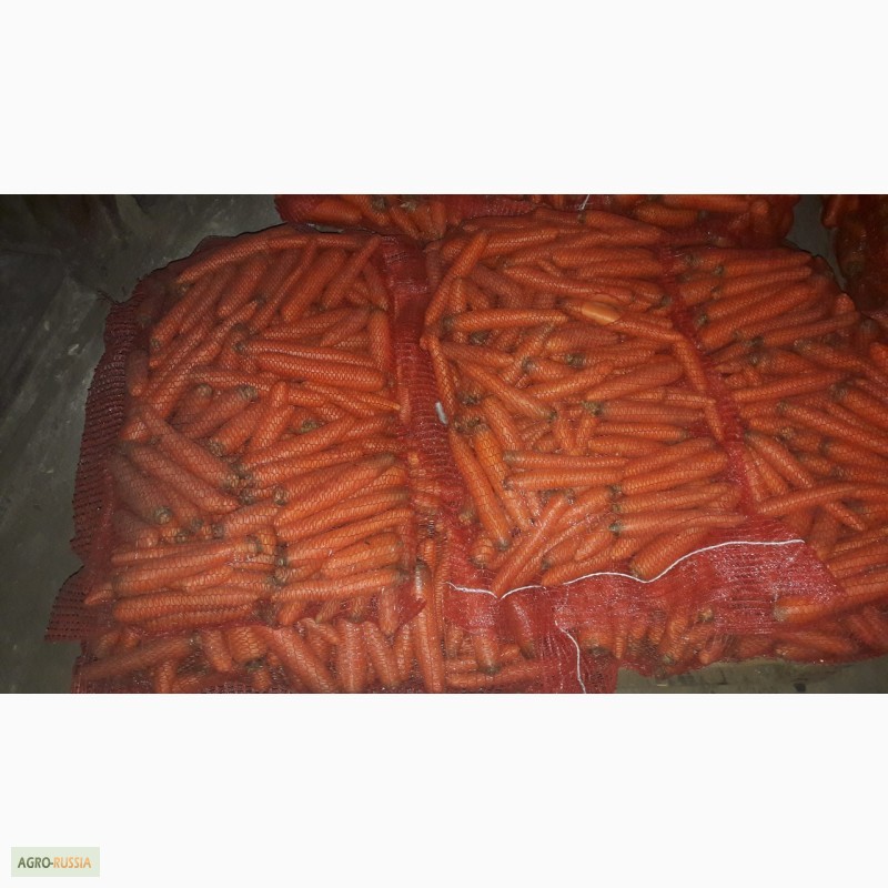 Фото 3. Морковь оптом мытая