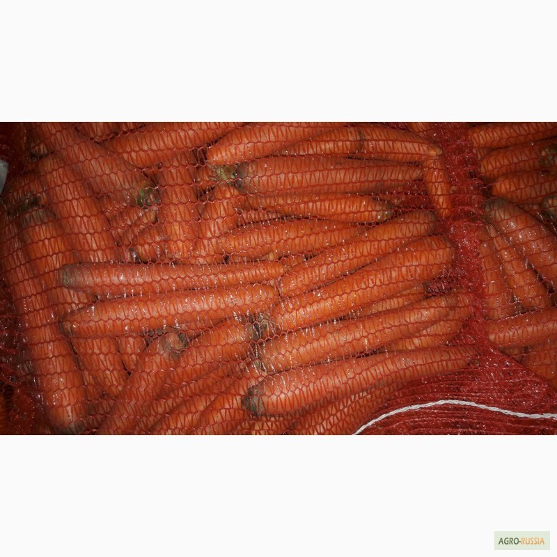 Фото 4. Морковь оптом мытая