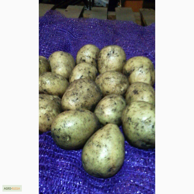 Вега картофель характеристика отзывы фото. Сорт картофеля Вега. Картошка Гала и Вега. Сорт картошки Вега. Картофель семена Вега.