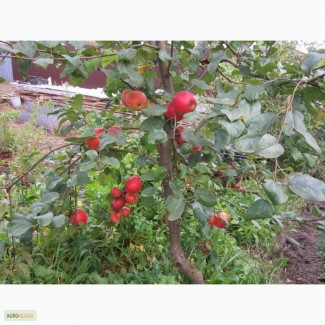 Саженцы плодово-ягодных культур, рассада овощей и цветов
