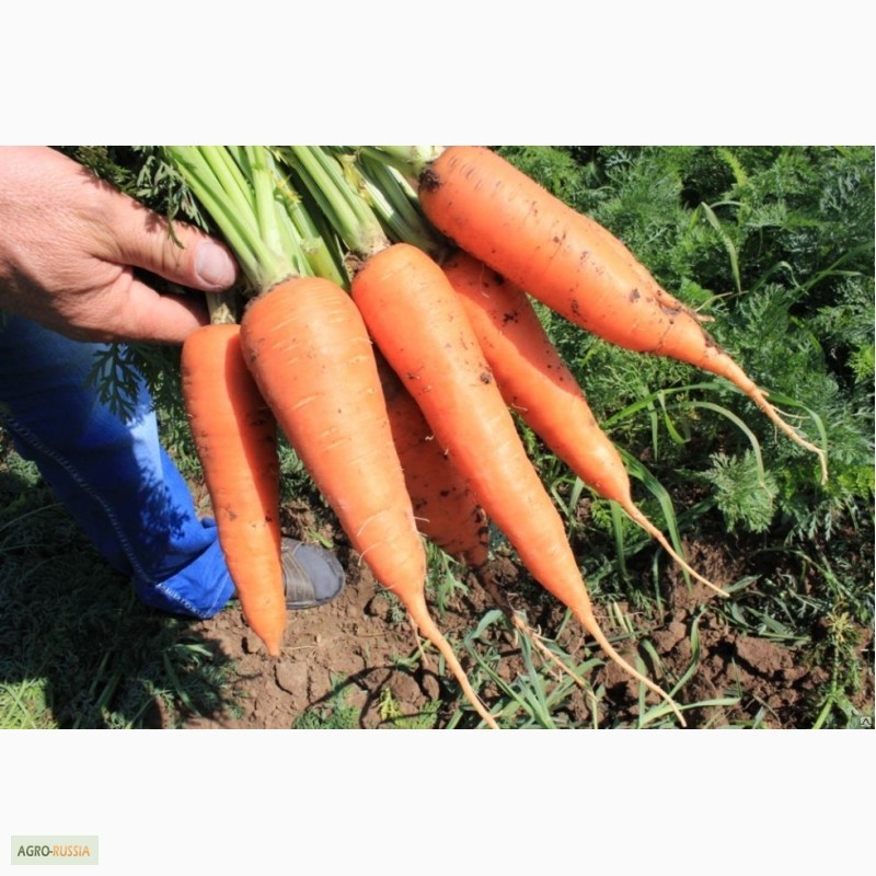 Продам/ морковь оптом со склада в Волгограде — Agro-Russia