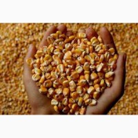Овес, ячмень, кукуруза, пшеница, жмыхи, шрота! Ленинградская область