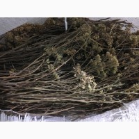 Астрагал перепончатый трава (оптом от 5кг)