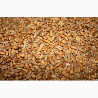 Закупаем пшеницу 5 класс от 300 т