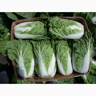 Оптовая продажа овощей: Пекинская капуста, тыква
