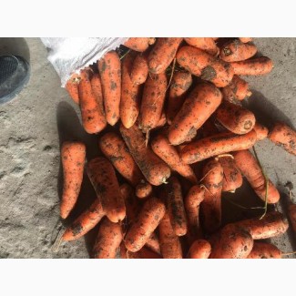 Морковь от КФХ опт