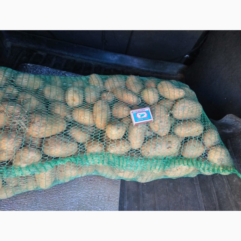 Фото 4. Продам продовольственный картофель, сорт Гала, Кроне, Джувел